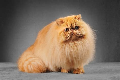 One of the famous and well-known cat breeds is a Persian cat. . Top persian cat breeders
